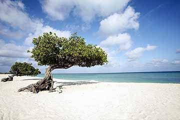 divi trees on eagle beach.jpg